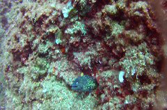    Mareste fotografia 

WeDive - Croatia 2015