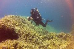    Mareste fotografia 

WeDive - Croatia 2015