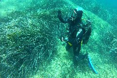    Mareste fotografia 

WeDive - Croatia 2015