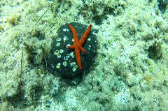    Mareste fotografia 

WeDive - Croatia 2015