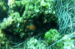    Mareste fotografia 

WeDive - Croatia 2015