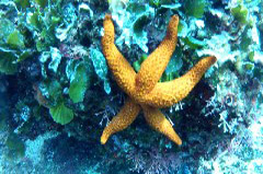    Mareste fotografia 

WeDive - Croatia 2015