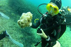    Mareste fotografia 

WeDive - Croatia 2015