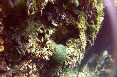    Mareste fotografia 

WeDive - Croatia 2015