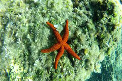    Mareste fotografia 

WeDive - Croatia 2015