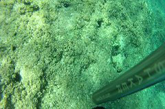    Mareste fotografia 

WeDive - Croatia 2015