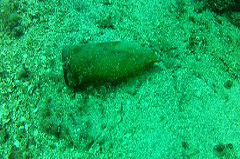    Mareste fotografia 

WeDive - Croatia 2015