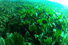    Mareste fotografia 

WeDive - Croatia 2015