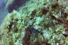    Mareste fotografia 

WeDive - Croatia 2015