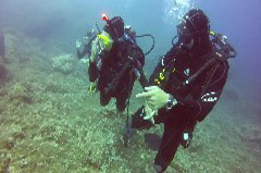    Mareste fotografia 

WeDive - Croatia 2015