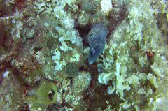    Mareste fotografia 

WeDive - Croatia 2015