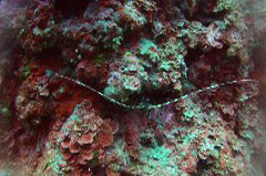    Mareste fotografia 

WeDive - Croatia 2015