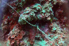    Mareste fotografia 

WeDive - Croatia 2015