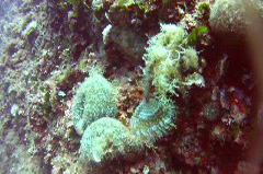    Mareste fotografia 

WeDive - Croatia 2015