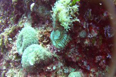    Mareste fotografia 

WeDive - Croatia 2015