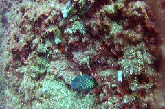    Mareste fotografia 

WeDive - Croatia 2015