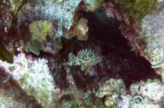    Mareste fotografia 

WeDive - Croatia 2015