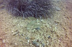    Mareste fotografia 

WeDive - Croatia 2015