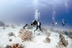    Mareste fotografia 

WeDive - Egipt 2021