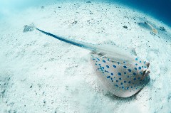    Mareste fotografia 

WeDive - Egipt 2021