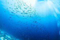    Mareste fotografia 

WeDive - Egipt 2021