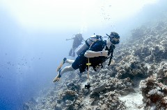    Mareste fotografia 

WeDive - Egipt 2021