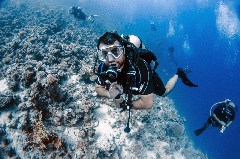    Mareste fotografia 

WeDive - Egipt 2021