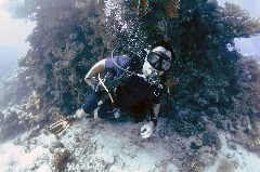    Mareste fotografia 

WeDive - Egipt 2021