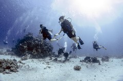    Mareste fotografia 

WeDive - Egipt 2021