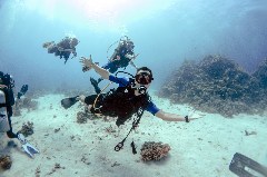    Mareste fotografia 

WeDive - Egipt 2021