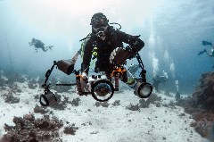    Mareste fotografia 

WeDive - Egipt 2021