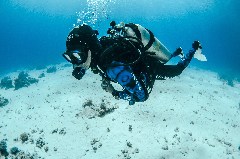    Mareste fotografia 

WeDive - Egipt 2021