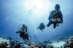    Mareste fotografia 

WeDive - Egipt 2021