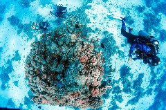    Mareste fotografia 

WeDive - Egipt 2021