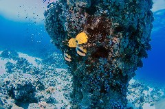    Mareste fotografia 

WeDive - Egipt 2021