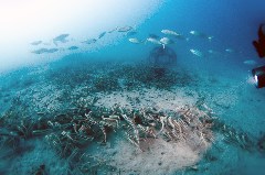    Mareste fotografia 

WeDive - Egipt 2021