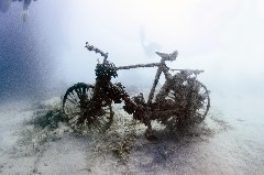    Mareste fotografia 

WeDive - Egipt 2021