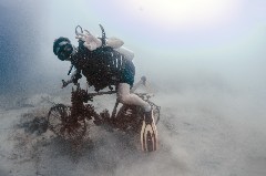    Mareste fotografia 

WeDive - Egipt 2021