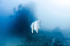    Mareste fotografia 

WeDive - Egipt 2021