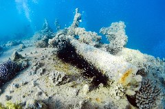    Mareste fotografia 

WeDive - Egipt 2021