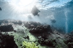    Mareste fotografia 

WeDive - Egipt 2021