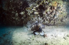    Mareste fotografia 

WeDive - Egipt 2021