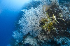    Mareste fotografia 

WeDive - Egipt 2021