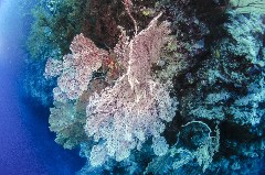    Mareste fotografia 

WeDive - Egipt 2021