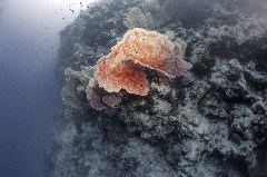    Mareste fotografia 

WeDive - Egipt 2021