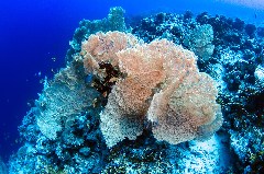    Mareste fotografia 

WeDive - Egipt 2021