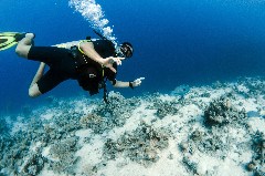    Mareste fotografia 

WeDive - Egipt 2021