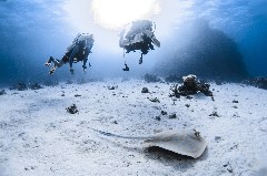    Mareste fotografia 

WeDive - Egipt 2021