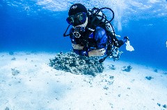    Mareste fotografia 

WeDive - Egipt 2021