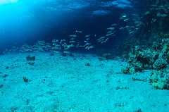    Mareste fotografia 

WeDive - Egipt 2021